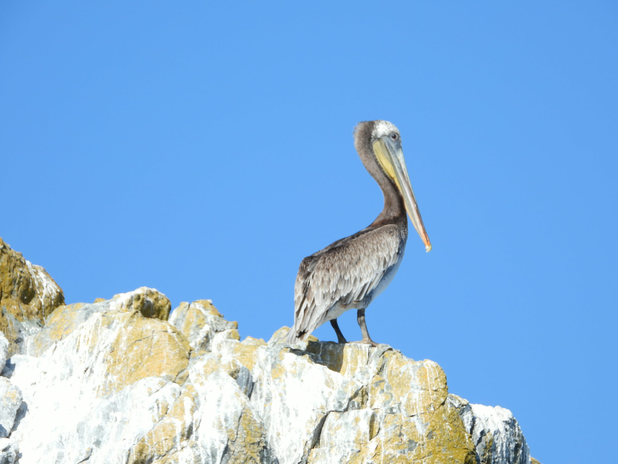 A sea bird on a rock in sun, the bird is grey and white in color. The rock is covered in white bird droppings and bright blue sky is visible in the background.
